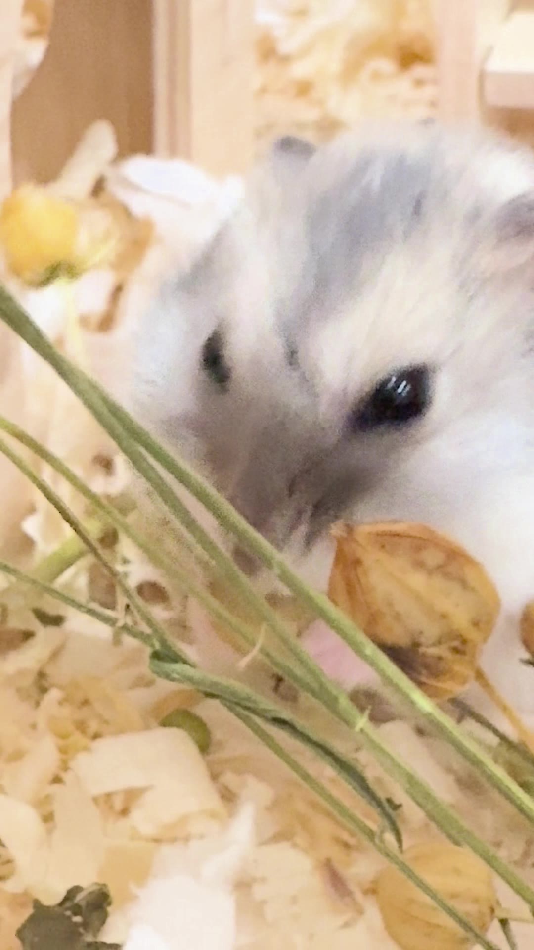 Close-up of Potato eating dried flowers