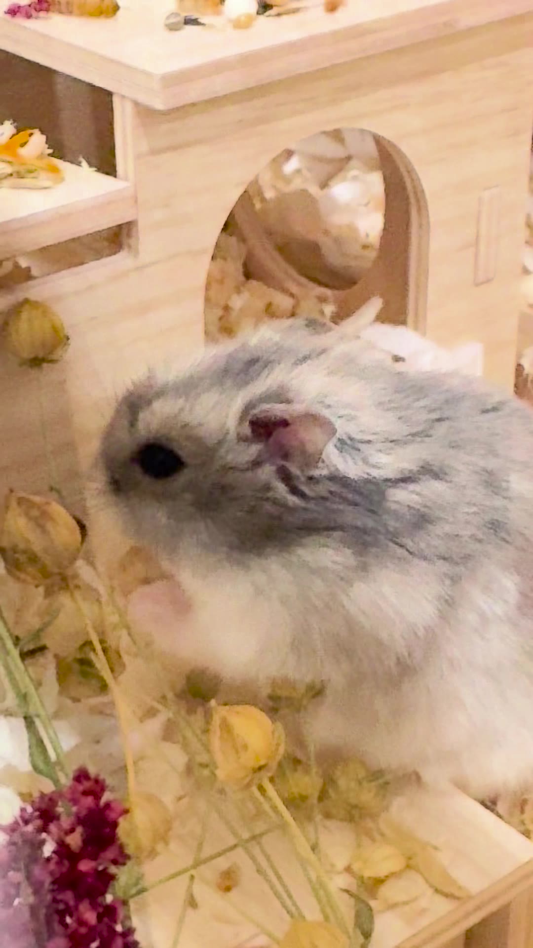 Potato in the doorway of his wooden house among dried flowers