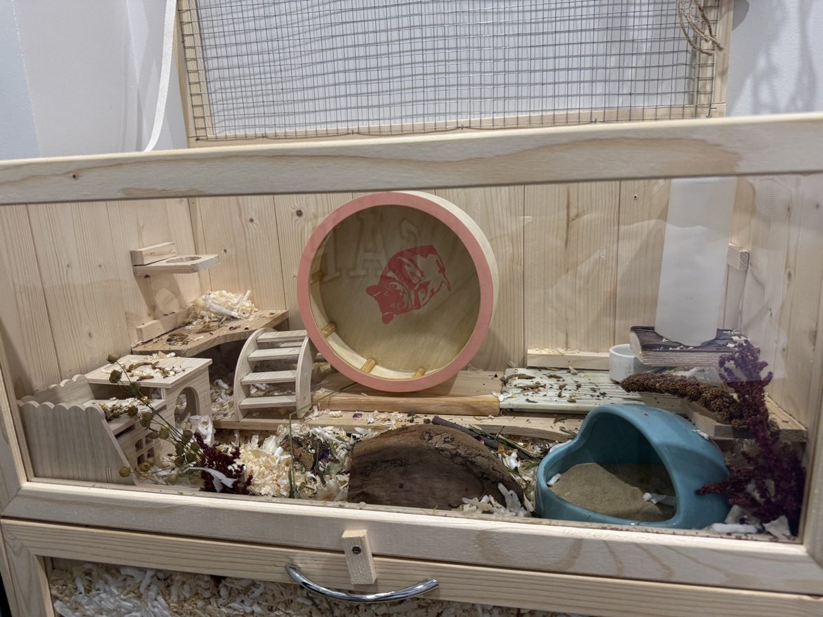 Potato the hamster at home