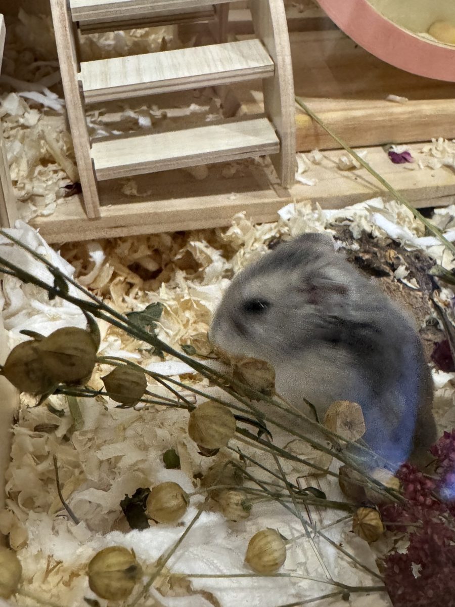 Potato the hamster at home