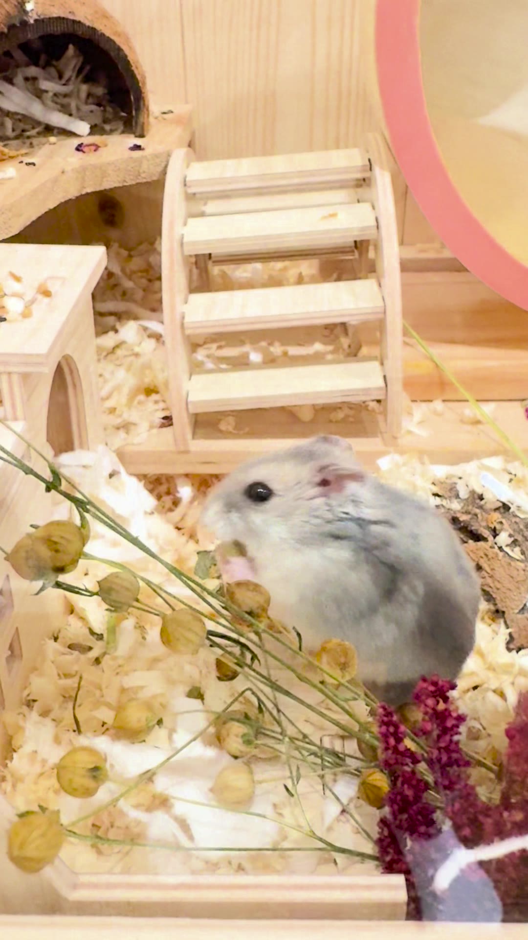 Potato climbing his wooden house
