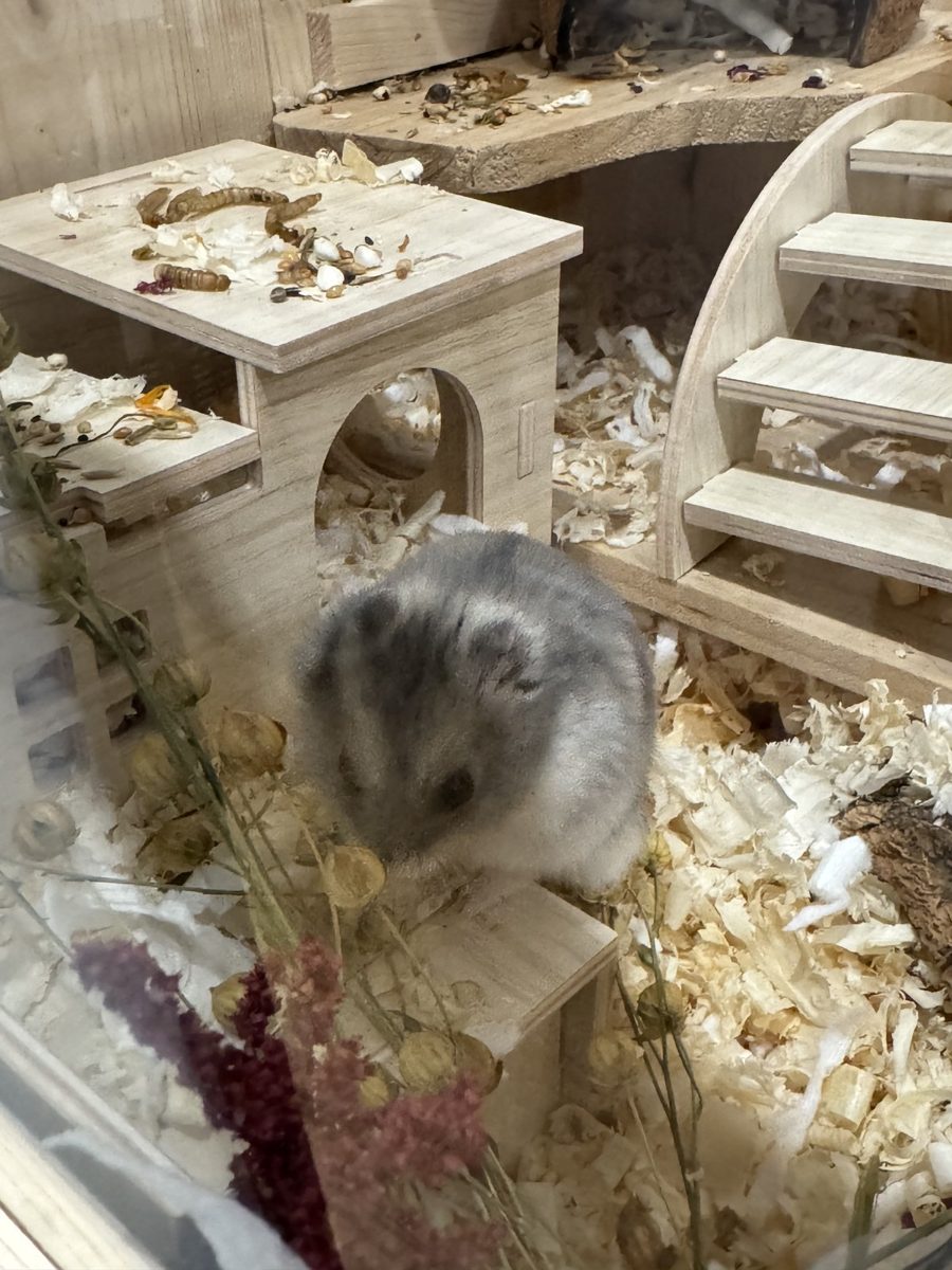 Potato in the door of his wooden house