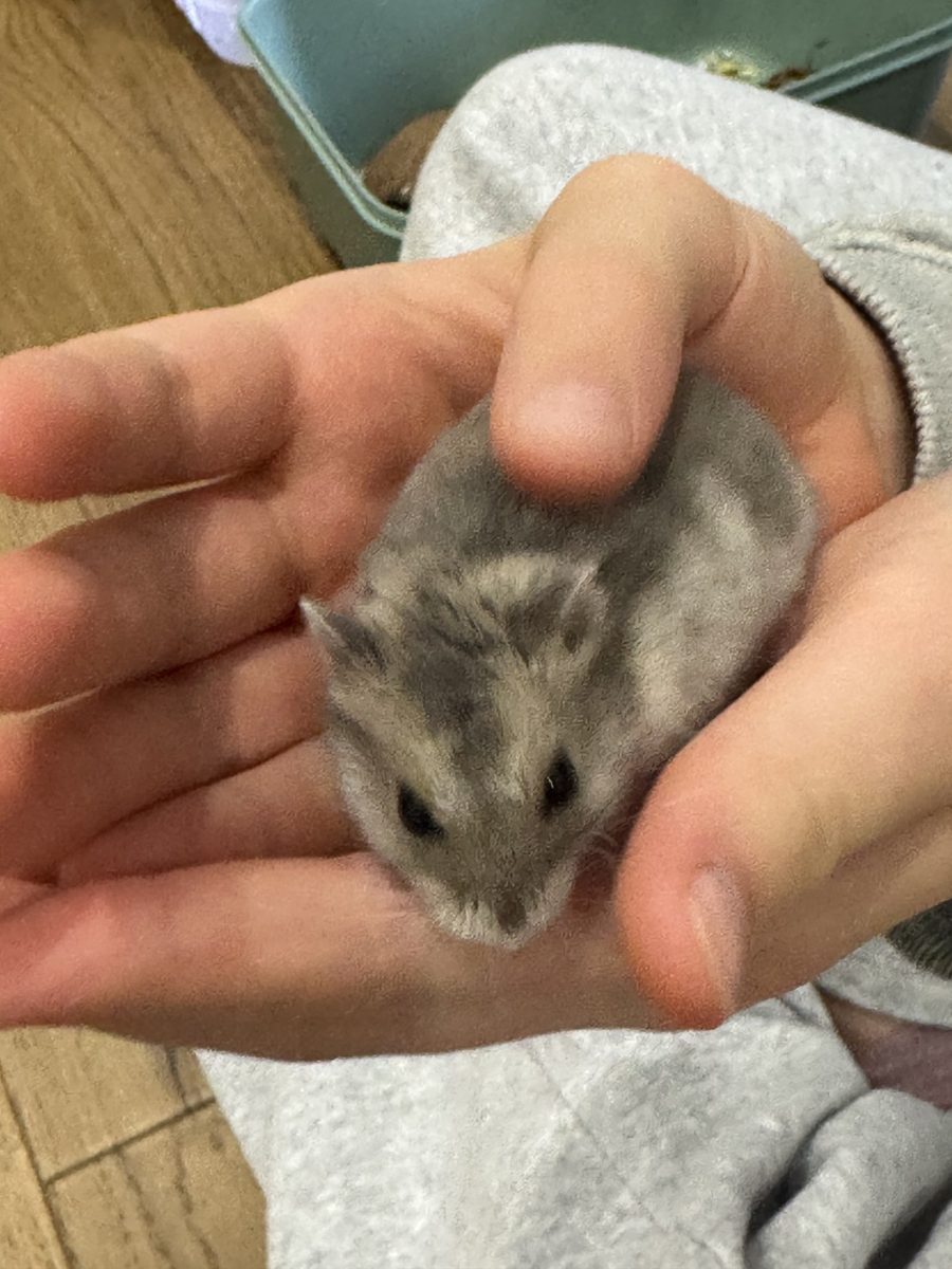 Potato the hamster sitting in a child's cupped hands