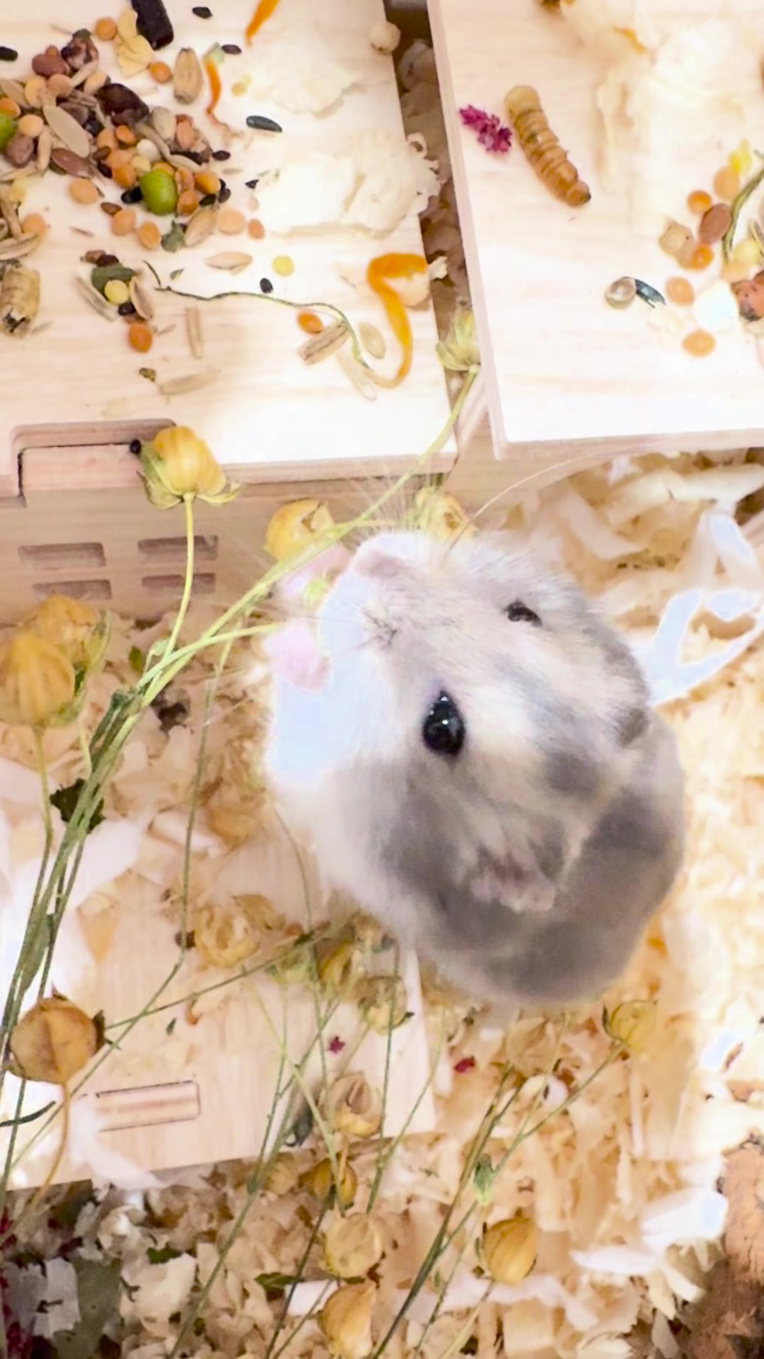Potato looking up at the camera