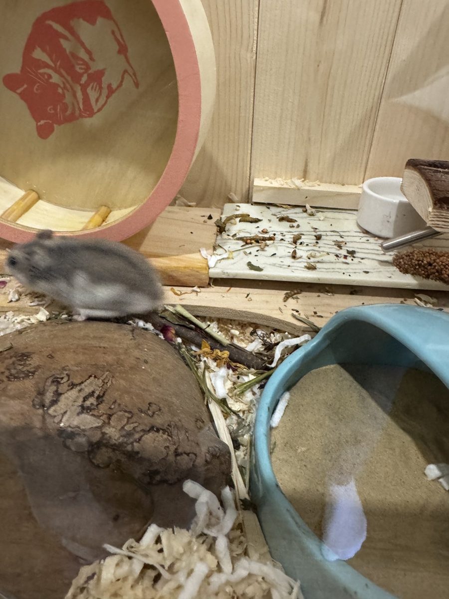 Potato exploring beside his wheel at home in Poland
