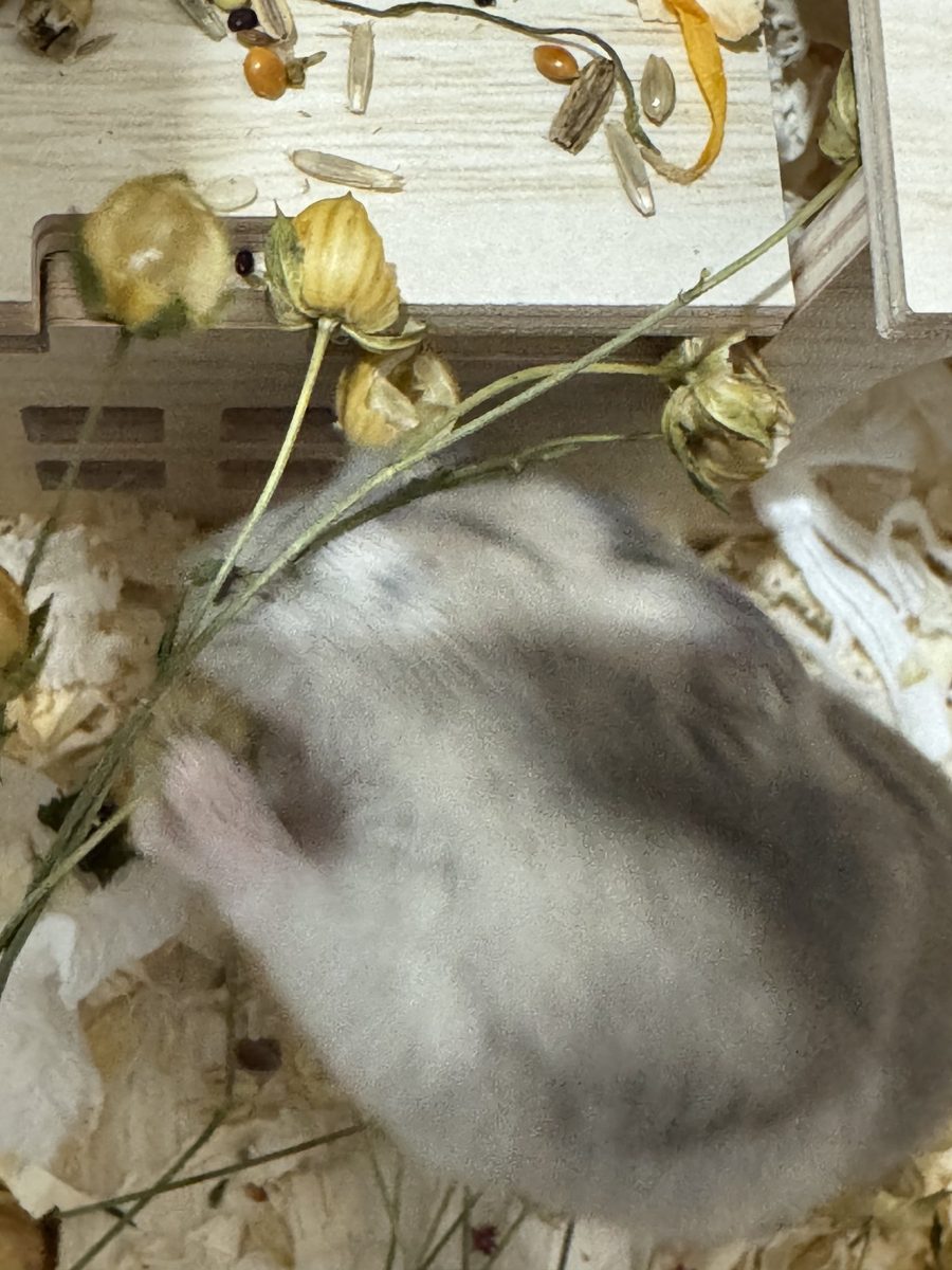 Potato the hamster sniffing around his bedding in the evening