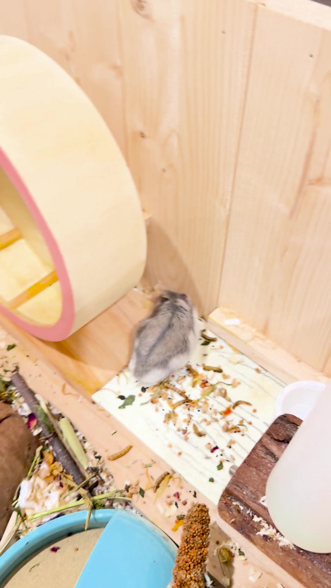 Potato inspecting his home next to the wheel